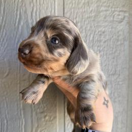 Sugar cookie - Dapple male Dachshund puppy in New Mexico from Long Dog Ranch