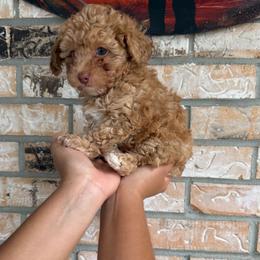 Bello - Cream male Poodle puppy in Weeki Wachee, Florida from Dreamspoodleandmaltese