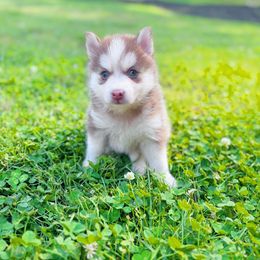Girl 1 - Chocolate female Pomsky puppy in Bolton, Connecticut from Elle Pomsky