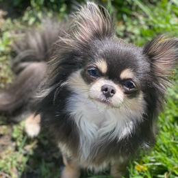 Milo - Chihuahua