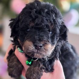 Green boy - Phantom male Bernedoodle puppy in Vernon, Texas from Sugarland's Texas Goldendoodles