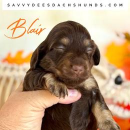 Blair(2800 AKC pet) - Chocolate and cream female Dachshund puppy in Augusta, Arkansas from Savvy-Dee's Dachshunds