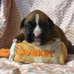 Yellow - Fawn female Boxer puppy in Center Hill, Florida from Rogers Farm’s Beloved Boxers