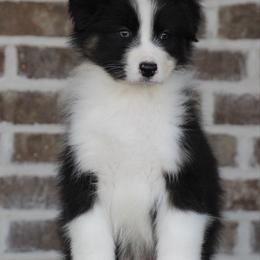 Black tri male - Black tri-color male Australian Shepherd puppy in Riverton, Utah from Prestige Aussies