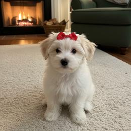 Quinevere (We just call her Quinnie) - White and tan female Morkie puppy in Fall River, Massachusetts from Exquisite Babydoll Morkies and Yorkies