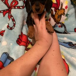 Black n tan girl - Black and tan female Dachshund puppy in Springfield, Tennessee from Savannah’s Doxie Palace