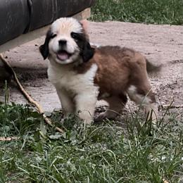 Dreamy Duskywing - Mahogany and white female Saint Bernard puppy in Warrensburg, Missouri from Hirt House Saints