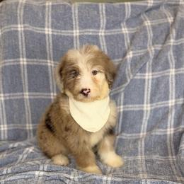 Palm - Brown merle male Aussiedoodle puppy in Sweetwater, Florida from Sandy Snout Doodles