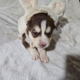 Sprout - Red and white female Siberian Husky puppy in Kansas City, Missouri from Anuun's Huskies