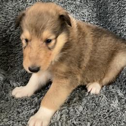 Chachi - Sable and white male Collie puppy in Yulee, Florida from Three Collie Farm
