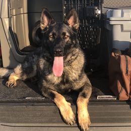 Harley - German Shepherd