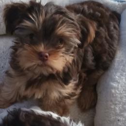 Yorkshire Terrier Puppies from Misty Butts