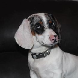 Moon - Dachshund