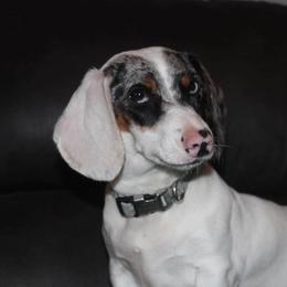 Moon - Dachshund