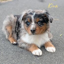 Girl 2 - Blue merle Australian Shepherd puppy in Yakima, Washington from Naches Heights Ranch
