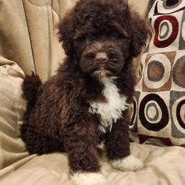 River - Brown and white female Portuguese Water Dog puppy in Narvon, Pennsylvania from Prized Family Porties