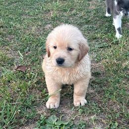 Earnie - Golden male Golden Retriever puppy in Grant County, Indiana from On The Sunny Side Pavey Farms