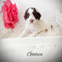 Godiva - Parti female Goldendoodle puppy in from Pink Poodles and Doodles