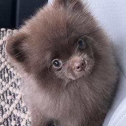 Penny - Chocolate female Pomeranian puppy in North Pole, Alaska from Lauras Poms