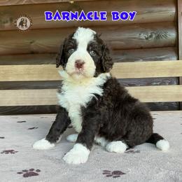 Barnicle Boy - Brown and white male Bernedoodle puppy in Banner Elk, North Carolina from Walnut Tree Bernedoodles