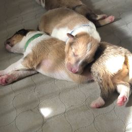 Collie Puppies from Highland Moor Kennel