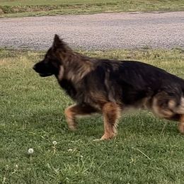 Thor - German Shepherd