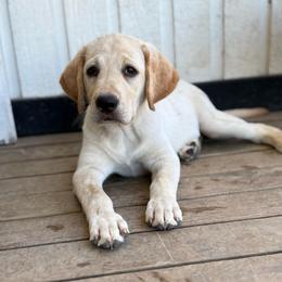Freya - Yellow female Labrador Retriever puppy in Puyallup, Washington from 12 Door Farm Labradors