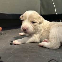 Popcorn - Gold female Border Collie puppy in Franklin, Maine from Broad Meadow Borders