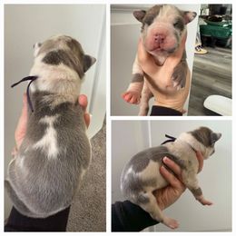 Purple - Harlequin female Great Dane puppy in Doylestown, Ohio from Dana's Danes