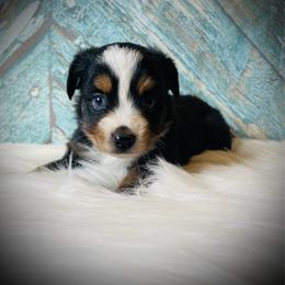 Sweetie - female Miniature Australian Shepherd puppy in Opelika, Alabama from Haden’s Mini Aussies