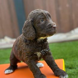 Xola-Certina - Chocolate female Australian Labradoodle puppy in Alamo, Texas from QuiSal Labradoodles