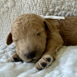 Miss White Collar (was Purple) - Cream female Poodle puppy in Screven, Georgia from Dreamland Standard Poodles