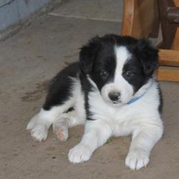 Border Collie Puppies from Dog Pond Border Collies
