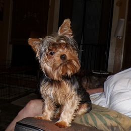 Dodge - Yorkshire Terrier