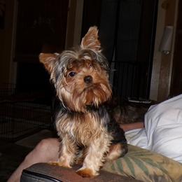 Dodge - Yorkshire Terrier