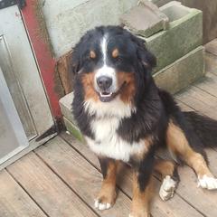 Ruby - Bernese Mountain Dog