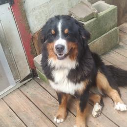 Ruby - Bernese Mountain Dog