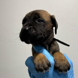 Male 3 - Fawn male Cane Corso puppy in Cashion, Oklahoma from APEXOK Cane Corsos LLC