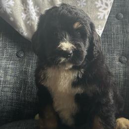 Rusty - Tri-color male Bernedoodle puppy in Arabi, Georgia from Huckadoodle Farm