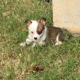Twoface - Sable male Pembroke Welsh Corgi puppy in Millsap, Texas from Punchy Pembroke Ranch