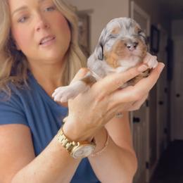 Amielle - Blue merle female Bernedoodle puppy in Grants Pass, Oregon from Royal Empire Bernedoodles