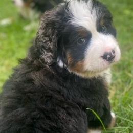 Bernese Mountain Dog Puppies from Blue Ridge Mountains - Bernese Mountain Dog Pups