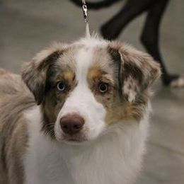 Maisey - Miniature American Shepherd