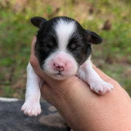 Lisa - Black and white female Shihpoo puppy in Coshocton, Ohio from Forever Family Puppies