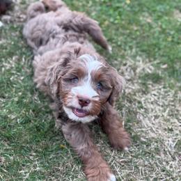 Malarkey - Chocolate merle male Bernedoodle puppy in Hillsboro, Oregon from Myt fine doodles