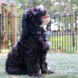 Shadow- enrolled in Puppy kindergarten - Black male Australian Labradoodle puppy in Milton, North Carolina from Good Day Doodles