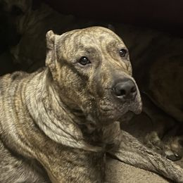 Una - Perro de Presa Canario