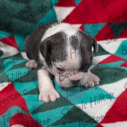 Bluey - Blue female Boston Terrier puppy in Millers Creek, North Carolina from Tumbling Shoals Hilltop Bostons