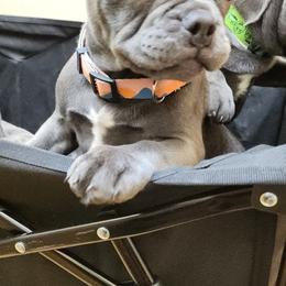Cherry - Blue female French Bulldog puppy in Cincinnati, Ohio from Sun City Kennels