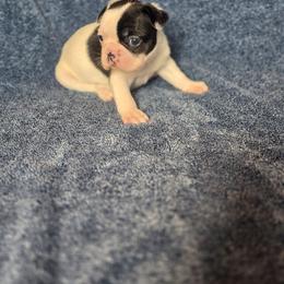 Boy 1 - Black and white male French Bulldog puppy in Alexander City, Alabama from Lake Martin Fancy Frenchies
